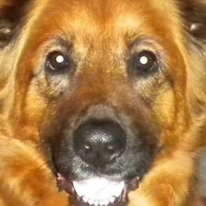 Meet your Posher, Ron